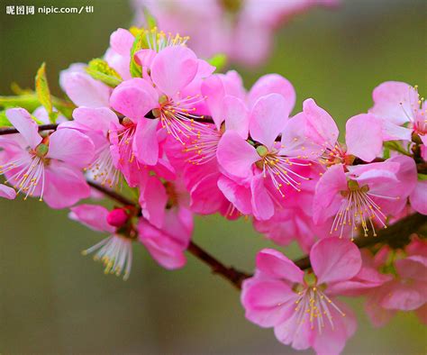 桃花圖|34000+ 桃花照片圖片